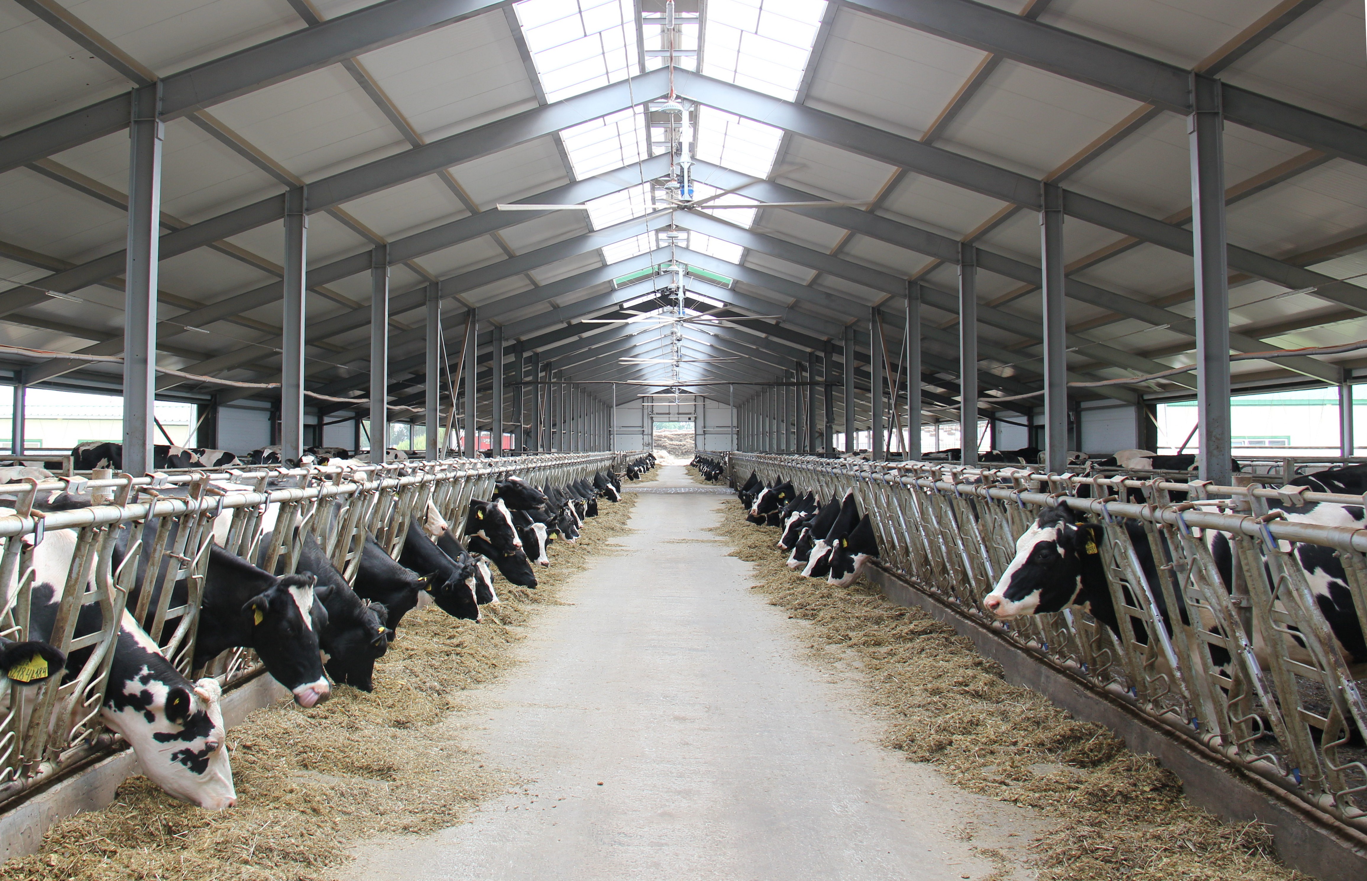 Реферат: Нормы кормления молодняка крупного рогатого скота при выращивании и откорме на мясо